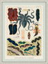 Ornate White with Mat board Wood Framed Great Barrier Reef Molluscs and Planarians Vintage Illustration Wall Art Print